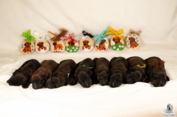 8 Briard puppies